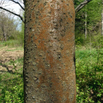 Image of Common Laburnum