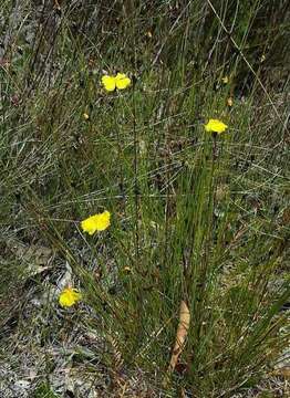 Image de Xyris gracilis R. Br.