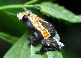 Image of Dotted bubble-nest frog