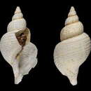 Image of Phymorhynchus coseli Warén & Bouchet 2009