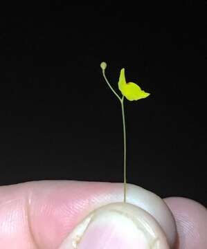 Imagem de Utricularia chiribiquetensis Fernandez-Perez