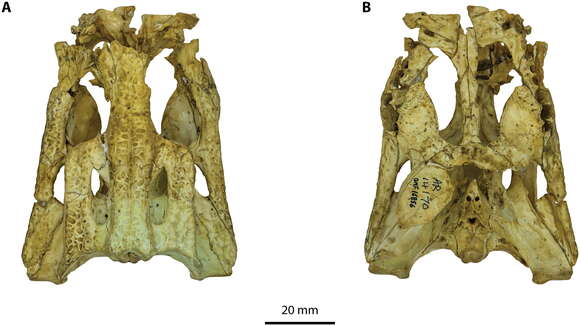 Image of Crocodilia