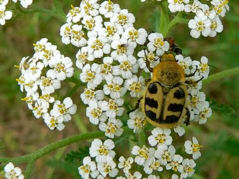 Image of Bee beetle