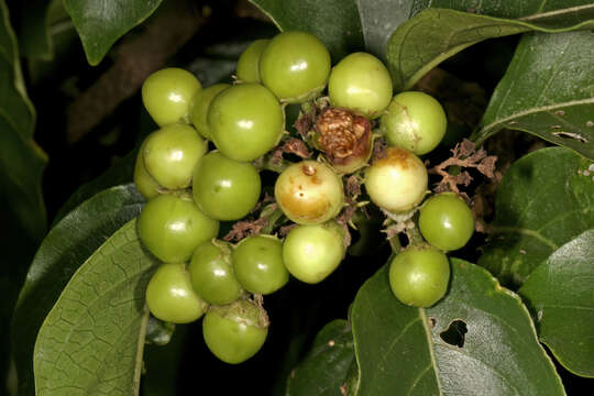 Imagem de Volkameria glabra (E. Mey.) Mabb. & Y. W. Yuan