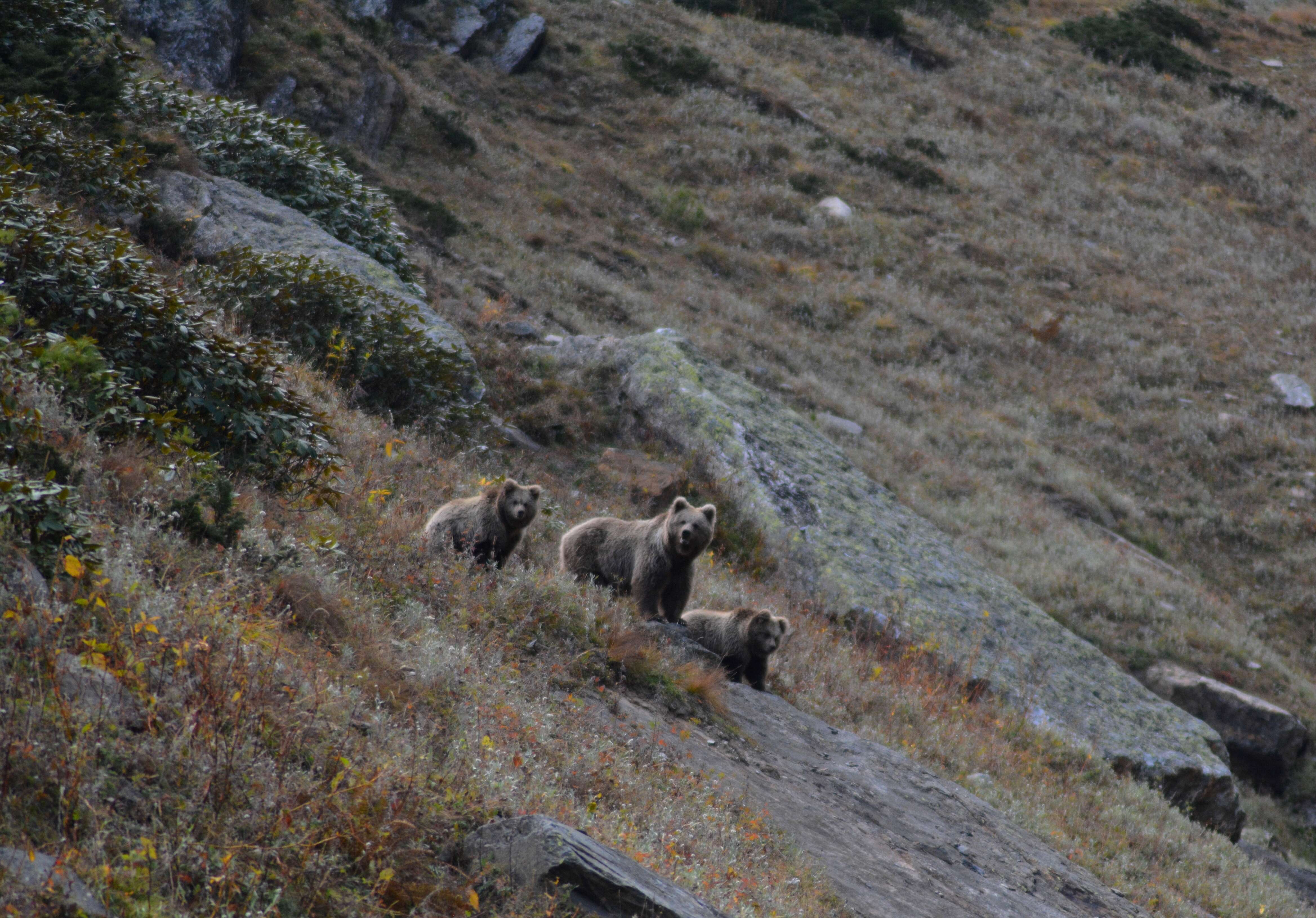 Image of Himalayan brown bear