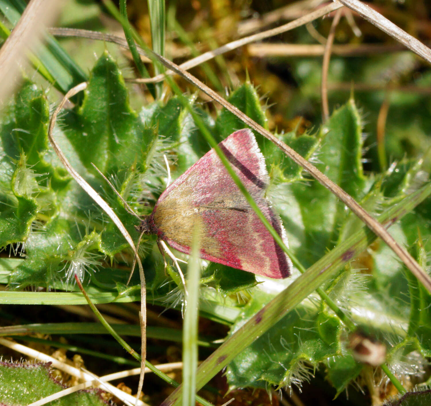 Image of small purple-barred