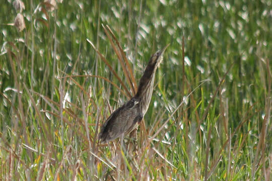 Image of Australasian Bittern