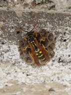 Image of Polistes associus Kohl 1898