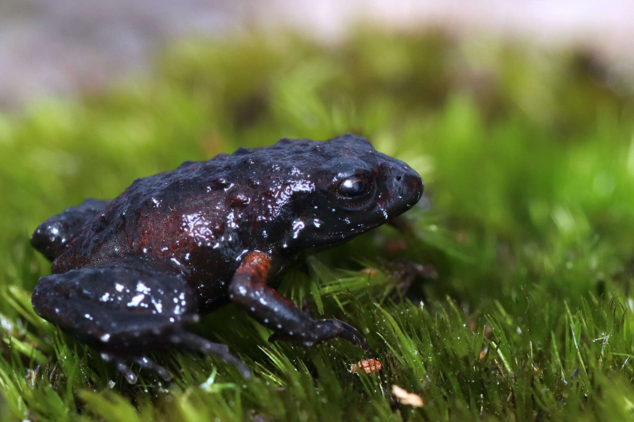 Image of Rough Moss Frog