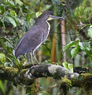 Image of Fasciated Tiger Heron