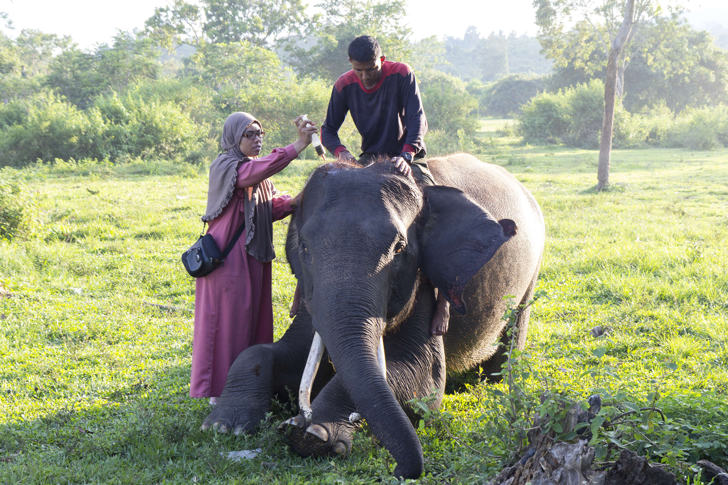 Image of Sumatran Elephant