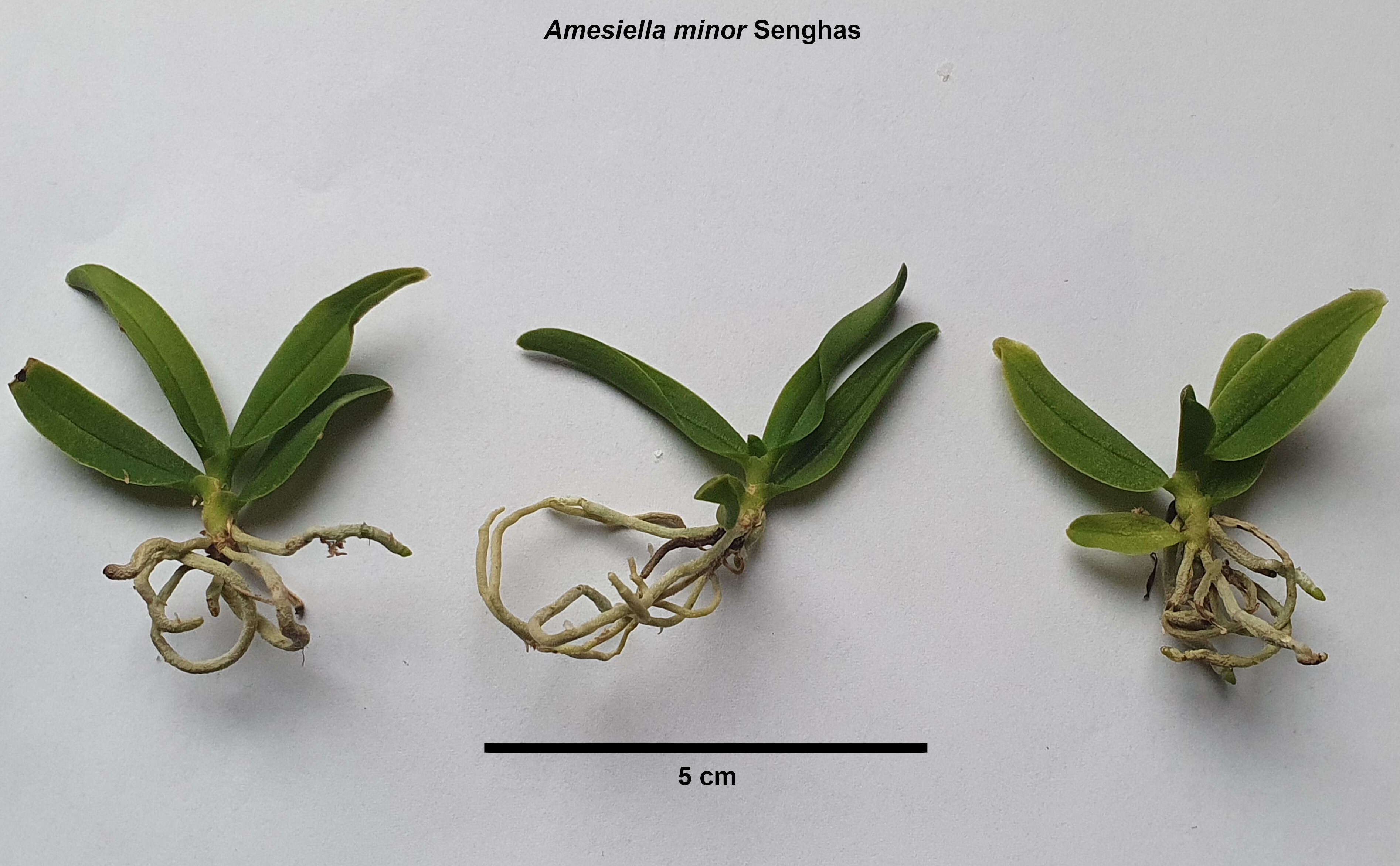 Image of Amesiella minor Senghas