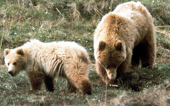 Image of grizzly bear