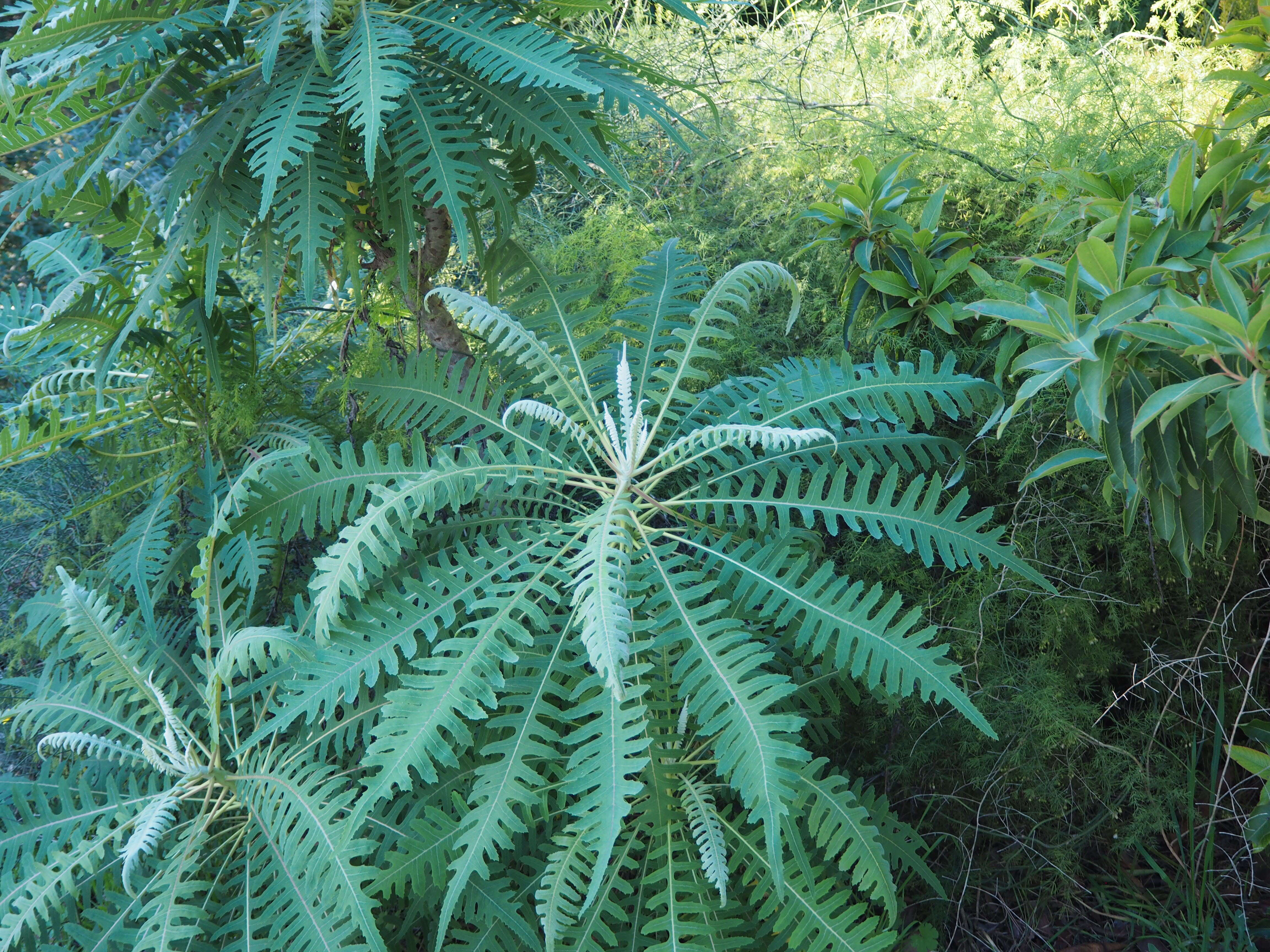 Imagem de Sonchus palmensis (Sch. Bip.) Boulos