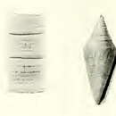 صورة Conus gratacapii Pilsbry 1904