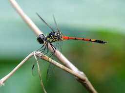 Image of Agrionoptera insignis allogenes