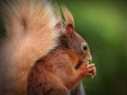 Image of squirrels, dormice, and relatives