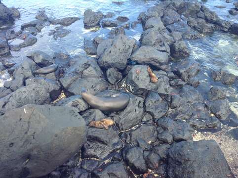 Image de Otarie des Galapagos