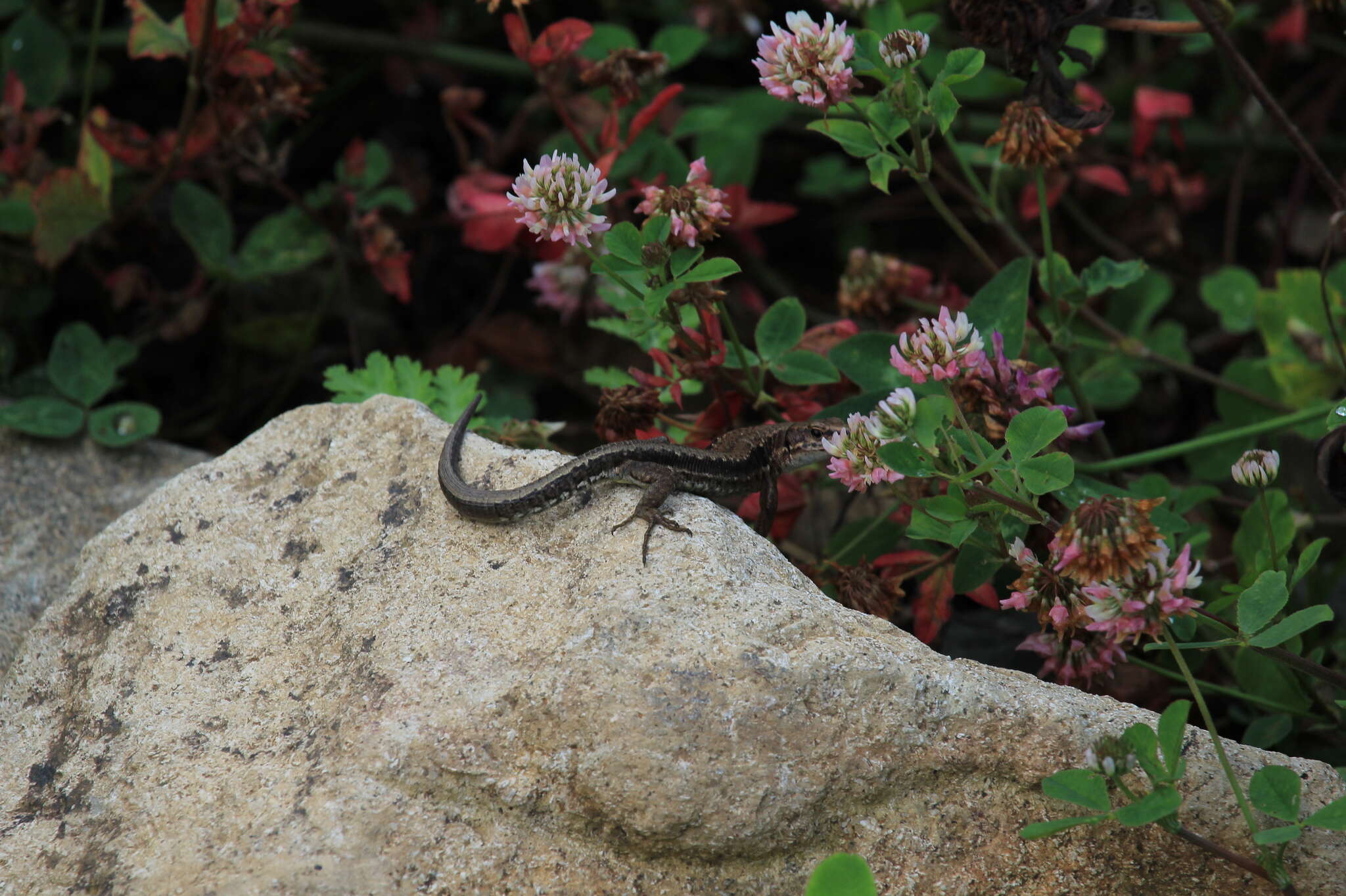 Image of Derjugin's lizard