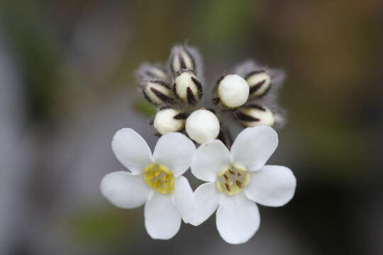 Image of Myosotis saxatilis