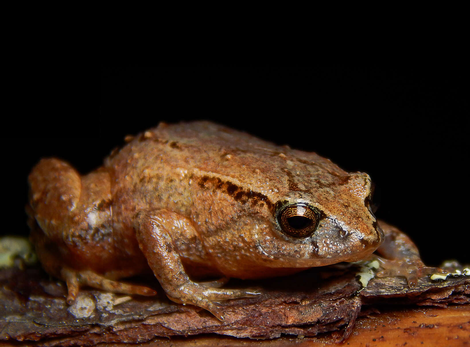 Image of Walker's Sierra Frog