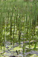 Image of Water Horsetail