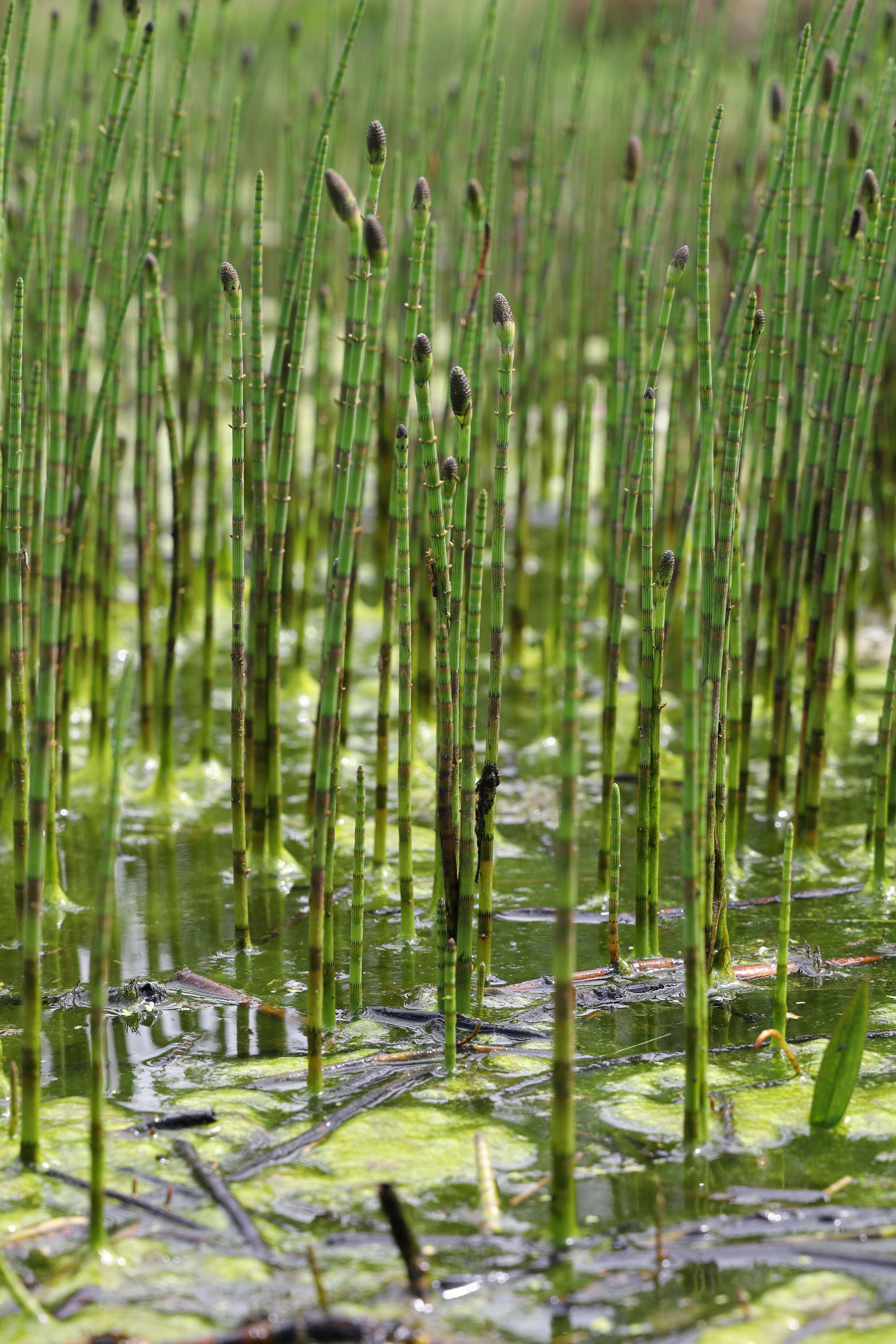 Image of Water Horsetail