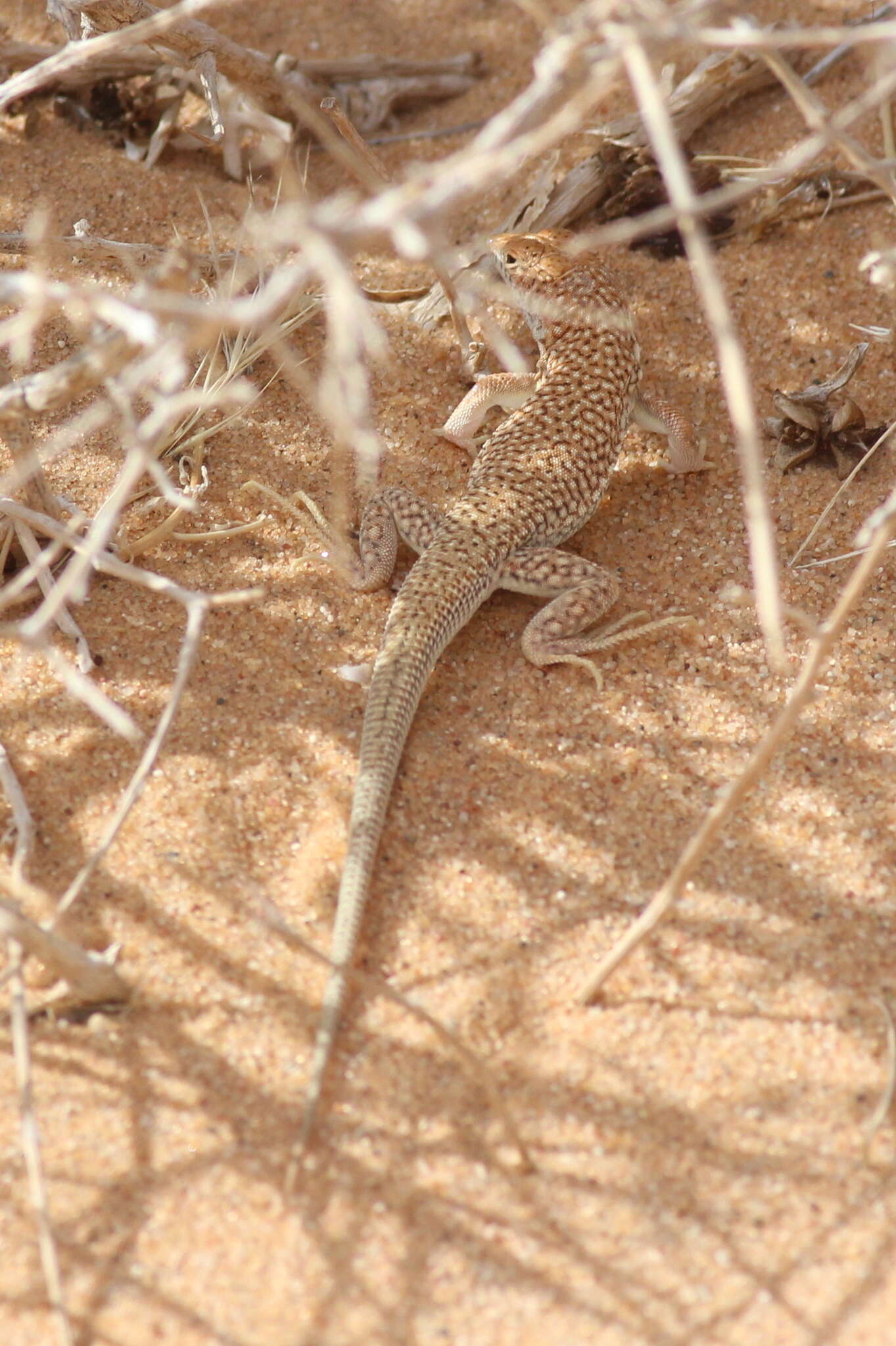 Plancia ëd Acanthodactylus dumerilii (Milne-edwards 1829)