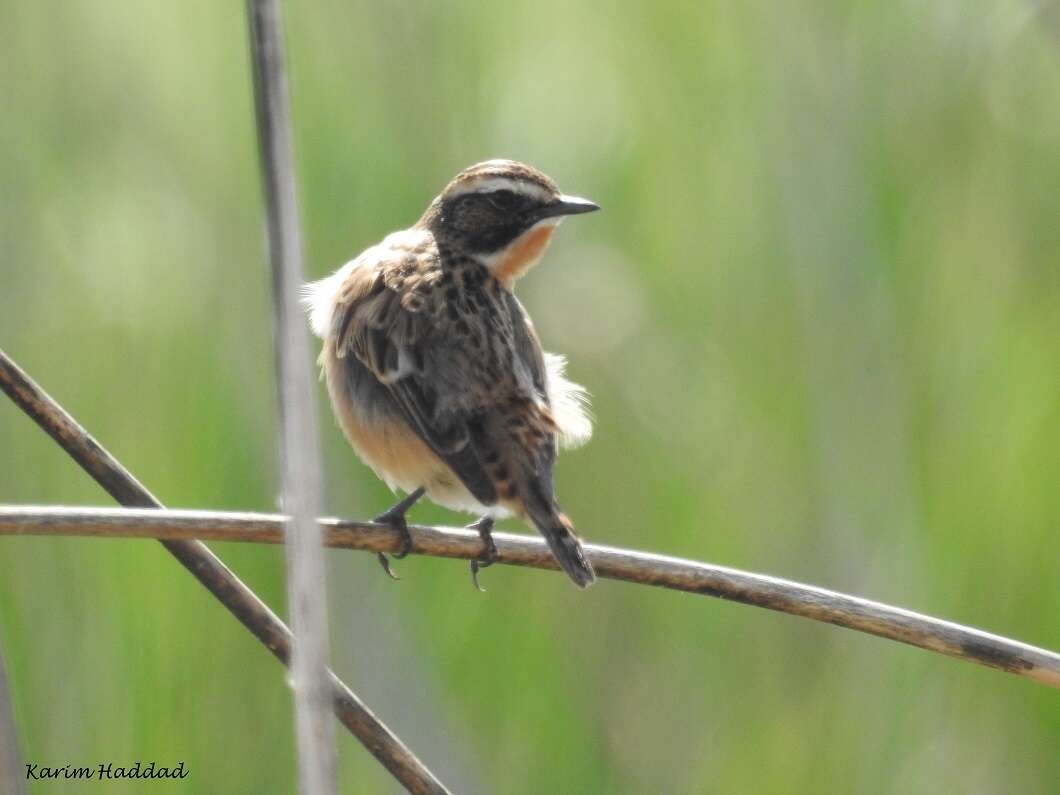 Image of Whinchat