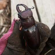 Image of Reddish-brown Stag Beetle