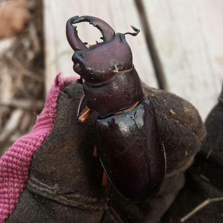 Lucanus (Pseudolucanus) capreolus (Linnaeus 1763)的圖片