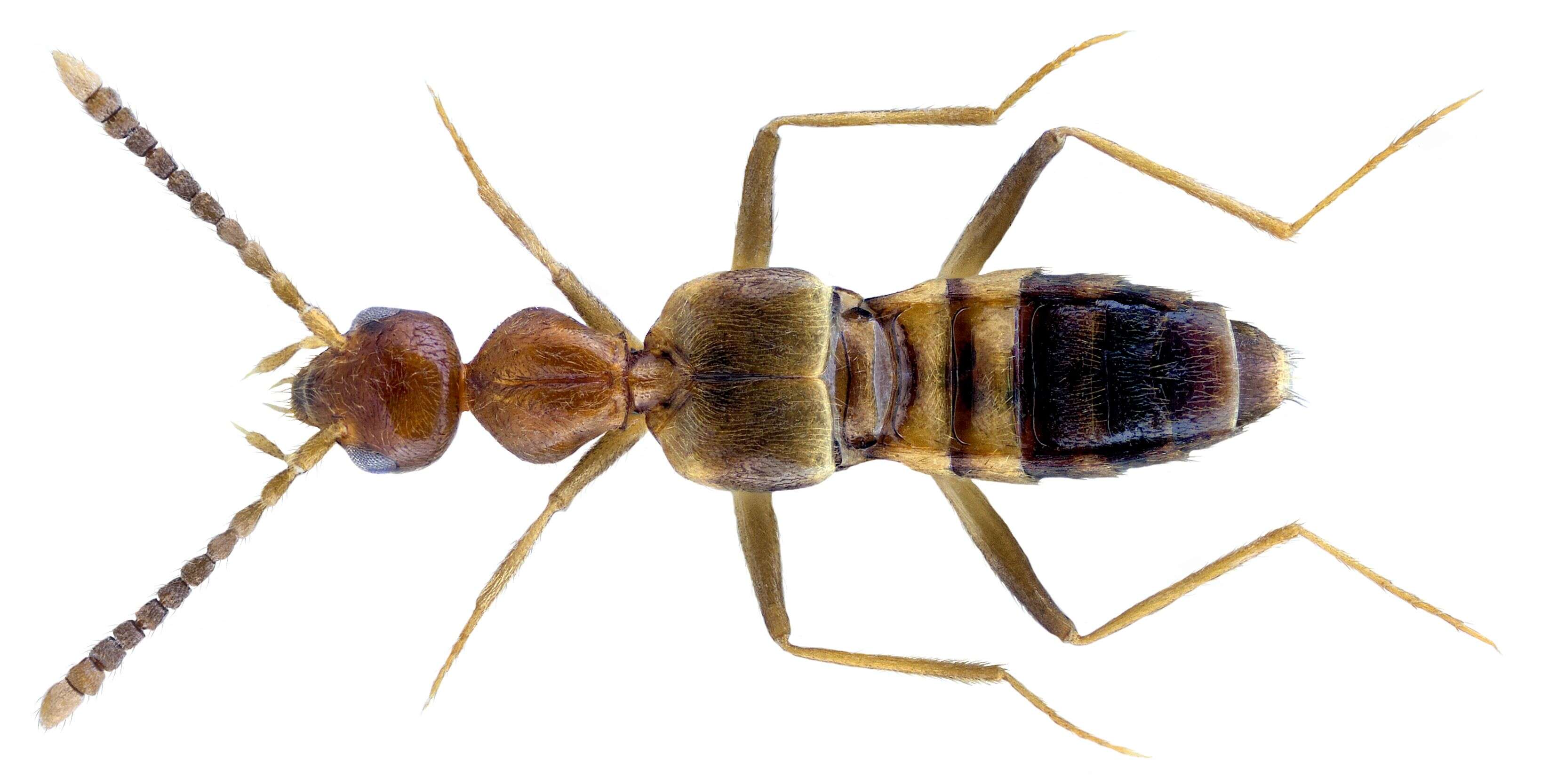 Image of Rove beetle