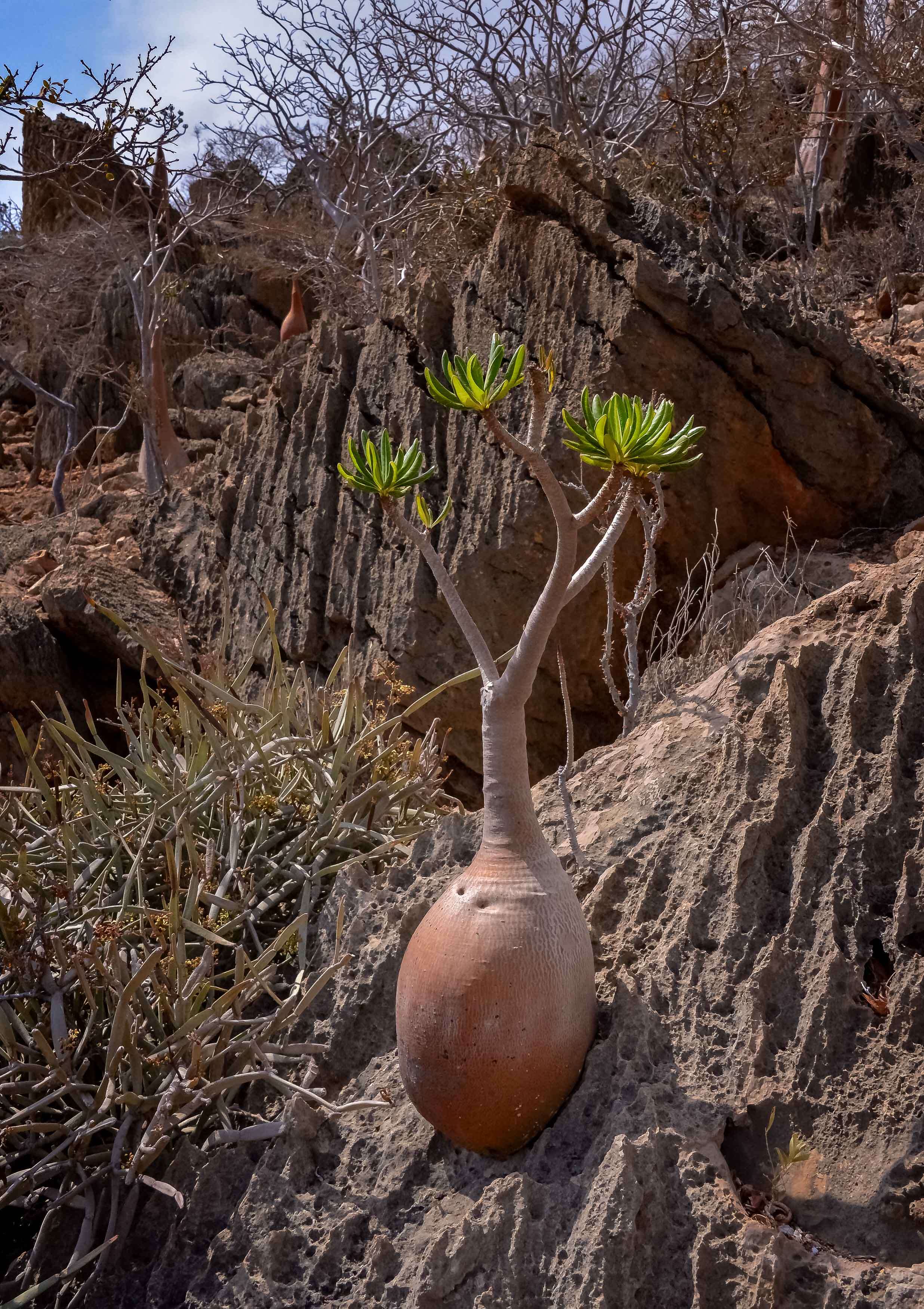 Image de Adenium obesum (Forsk.) Roem. & Schult.