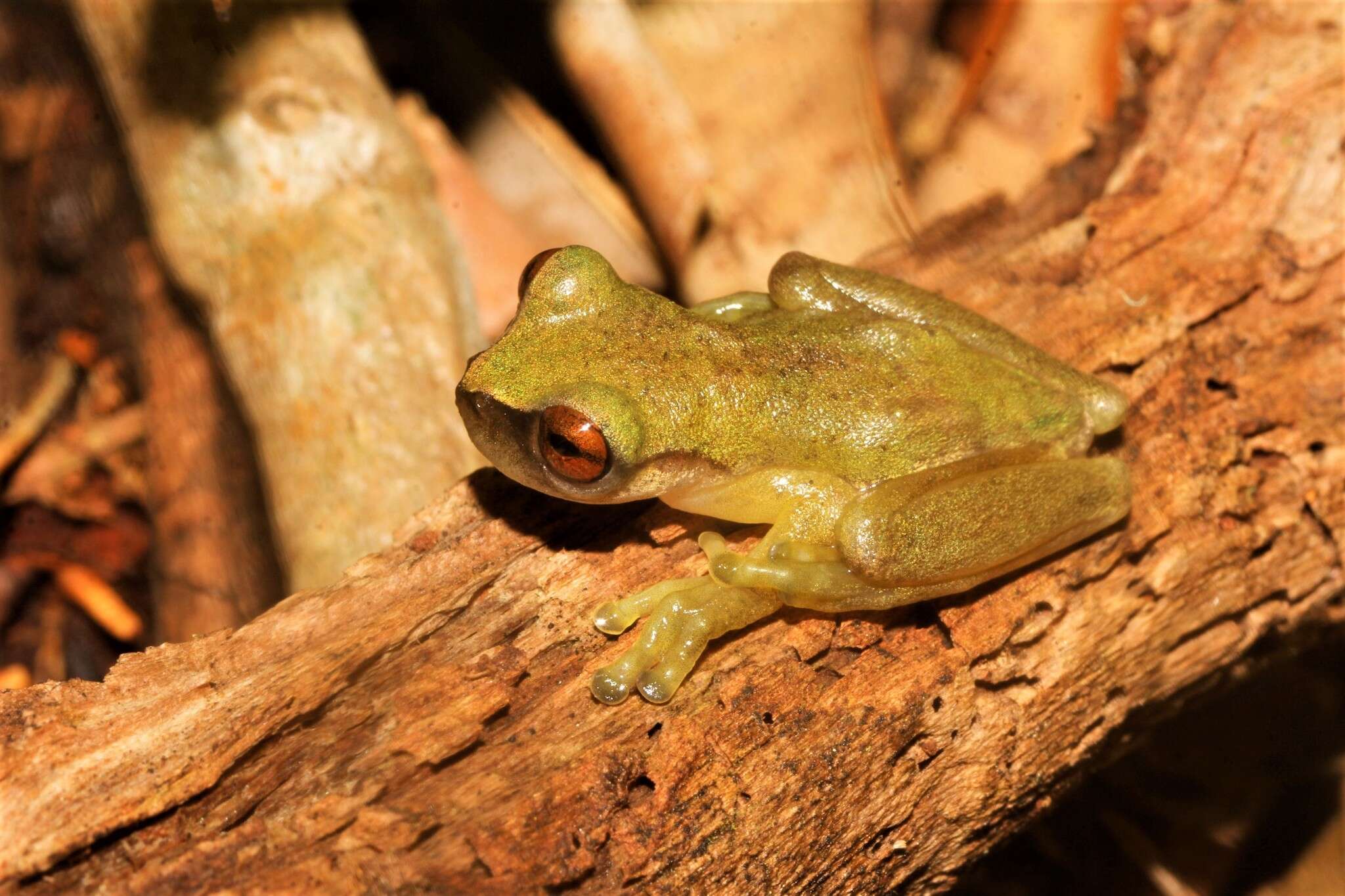 Image of Río Aloapan Treefrog