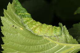 Image of Woolly aphids