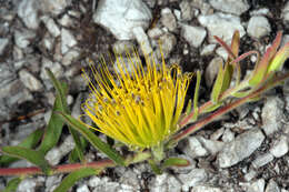 Imagem de Leucospermum gracile (Salisb. ex Knight) Rourke