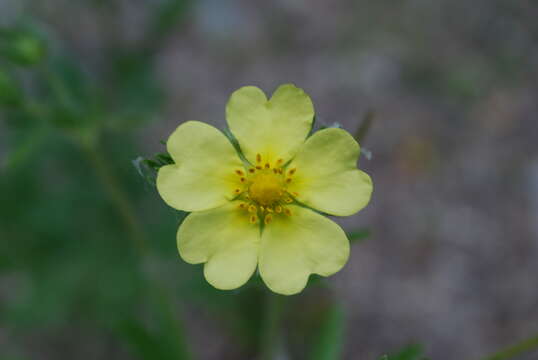 Image of sulphur cinquefoil