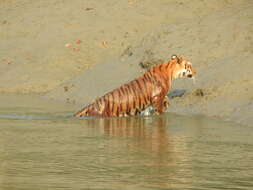 Image of Tiger