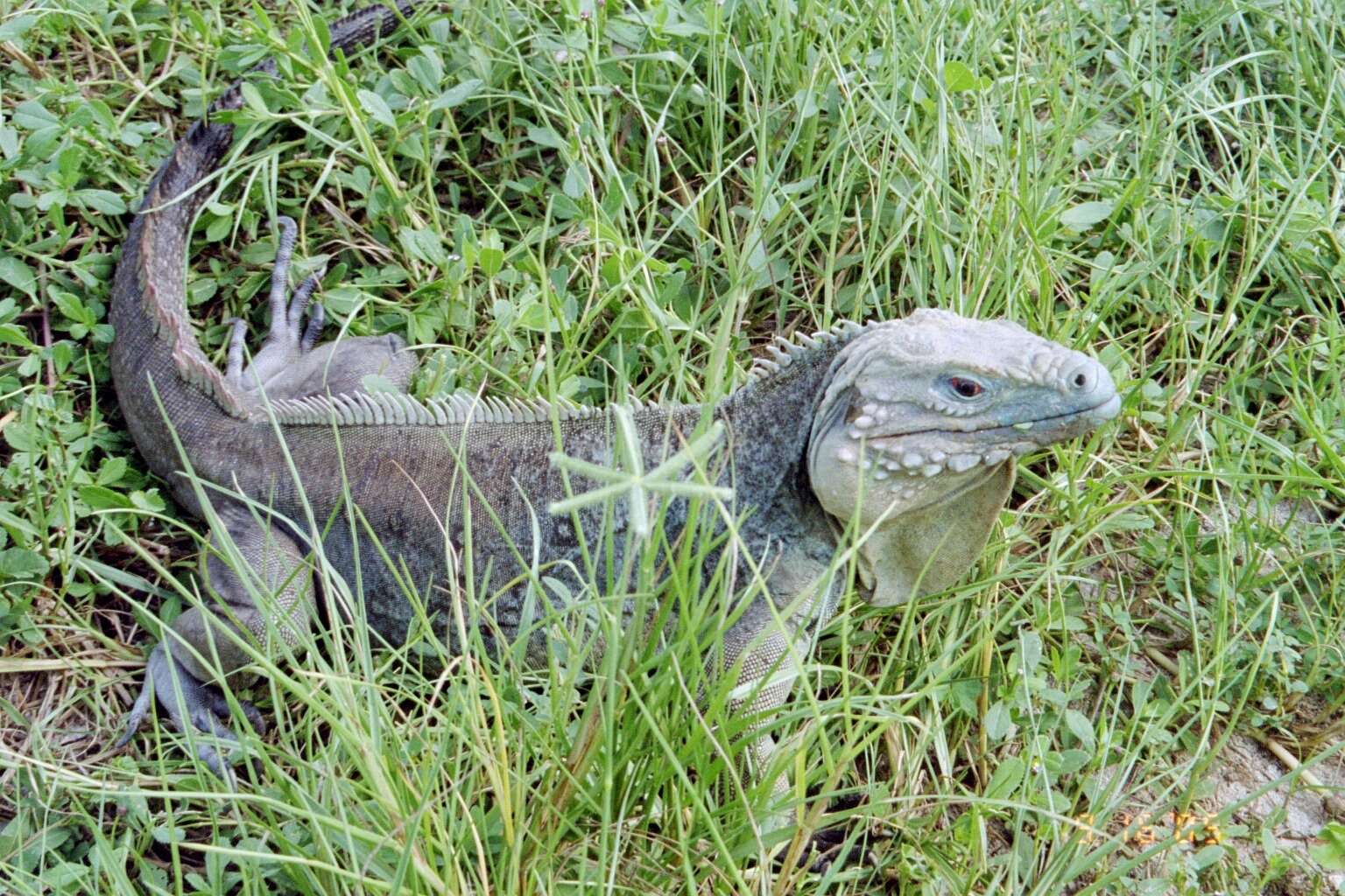 Plancia ëd Cyclura lewisi Grant 1940