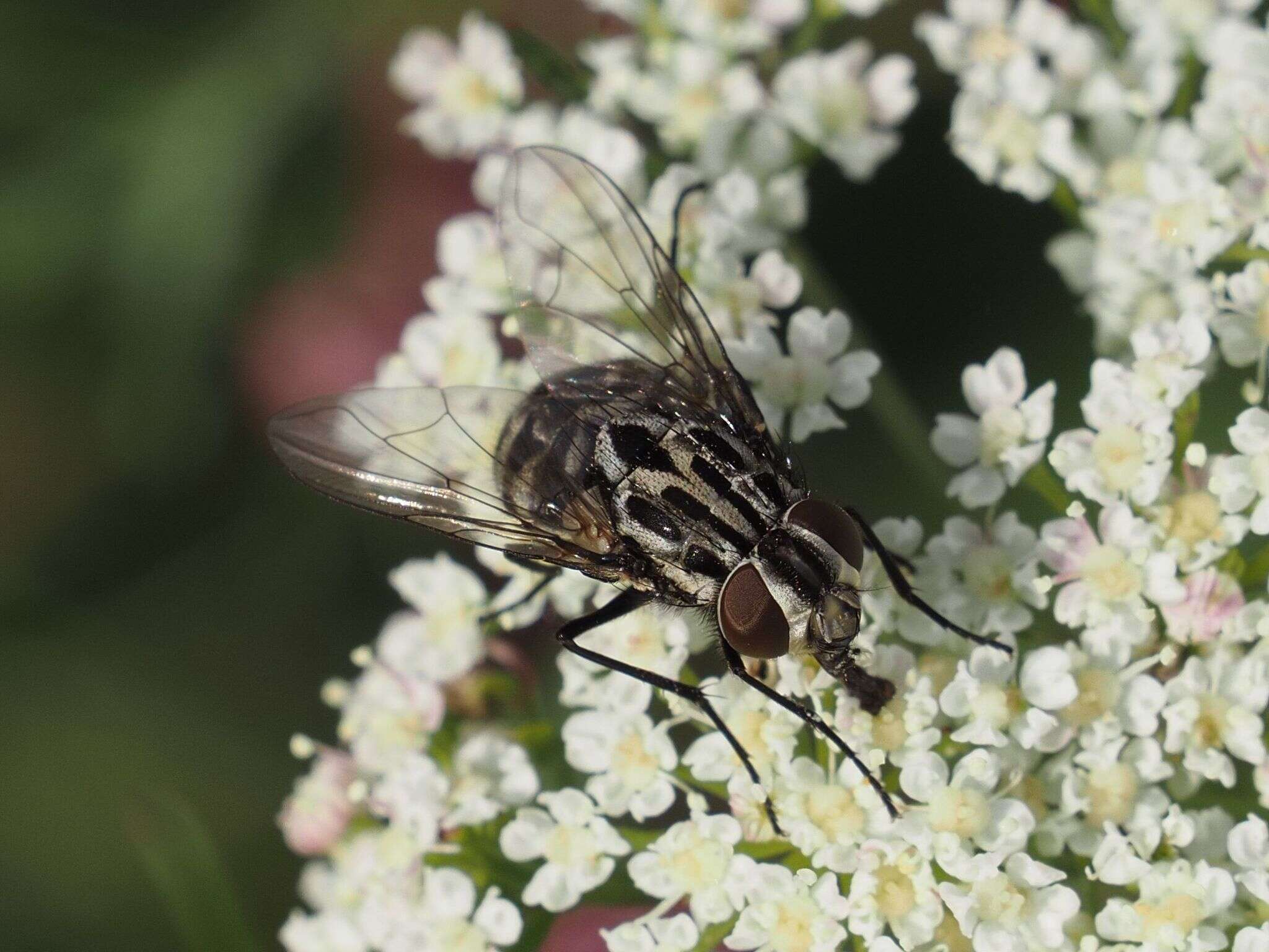 Image of House fly