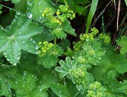 Image of Alchemilla micans Buser