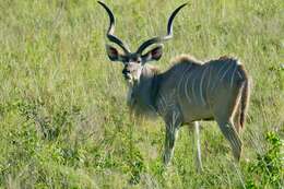 Image of Greater Kudu