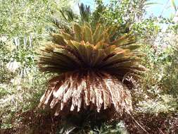 Imagem de Cycas thouarsii R. Br. ex Gaudich.