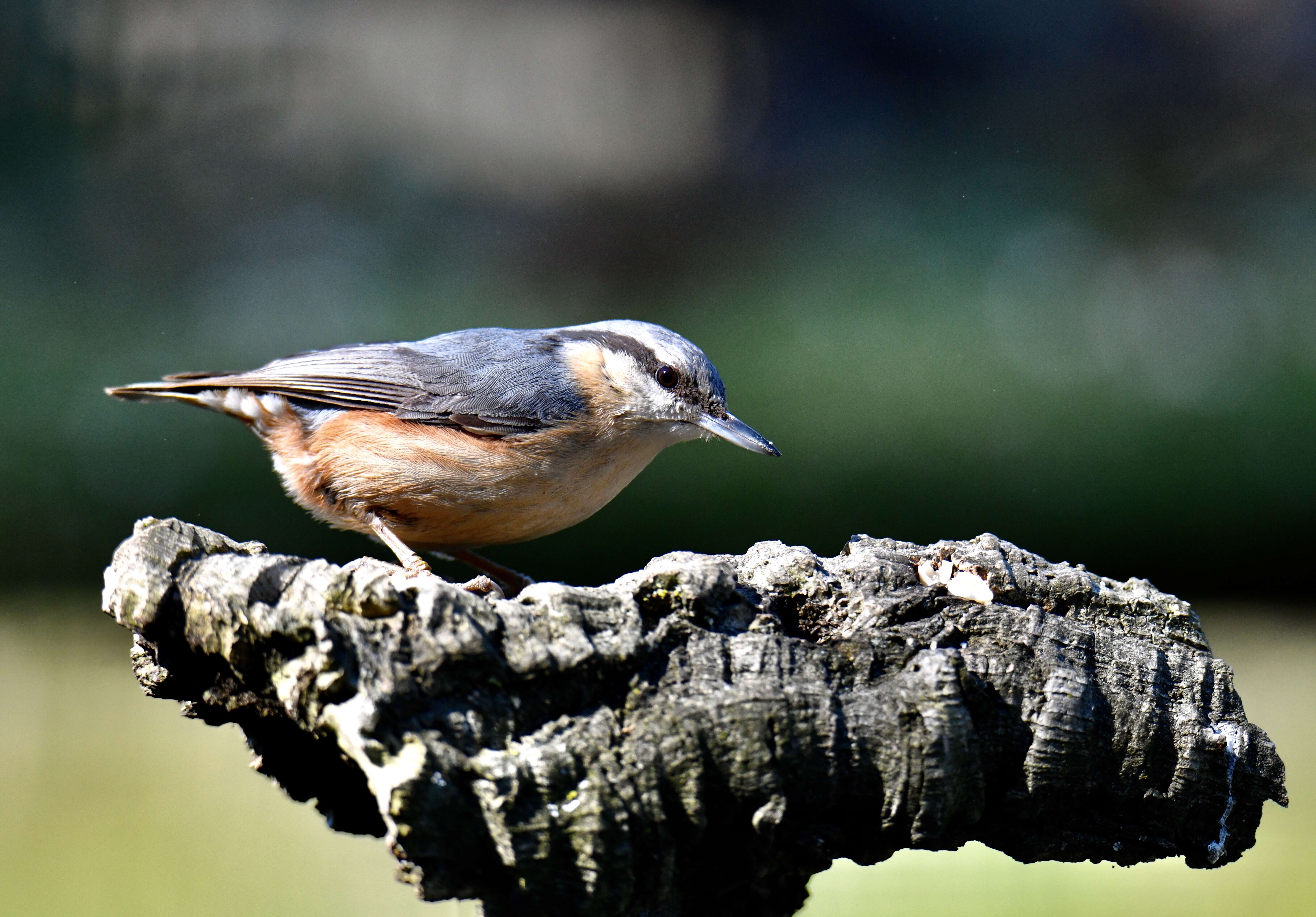 Image of Eurasian Nuthatch