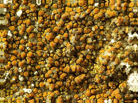 Image of Hidden goldspeck lichen