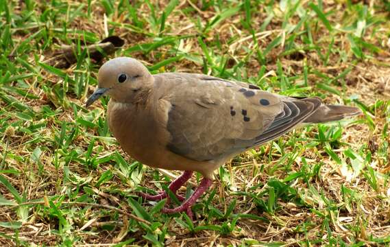 Image of Eared Dove