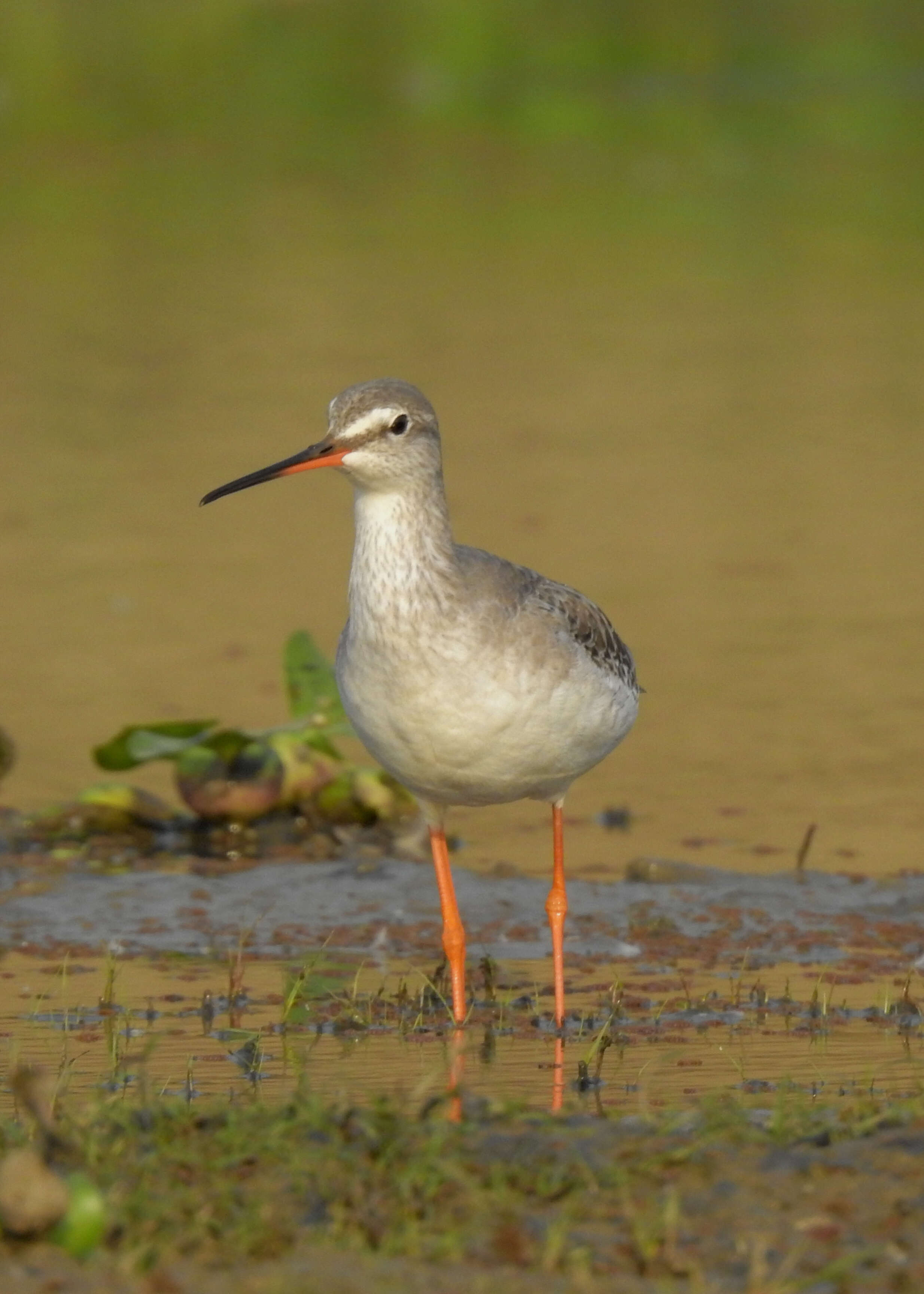 Image of Spotted Redshank