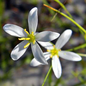 Image of shortleaf rose gentian