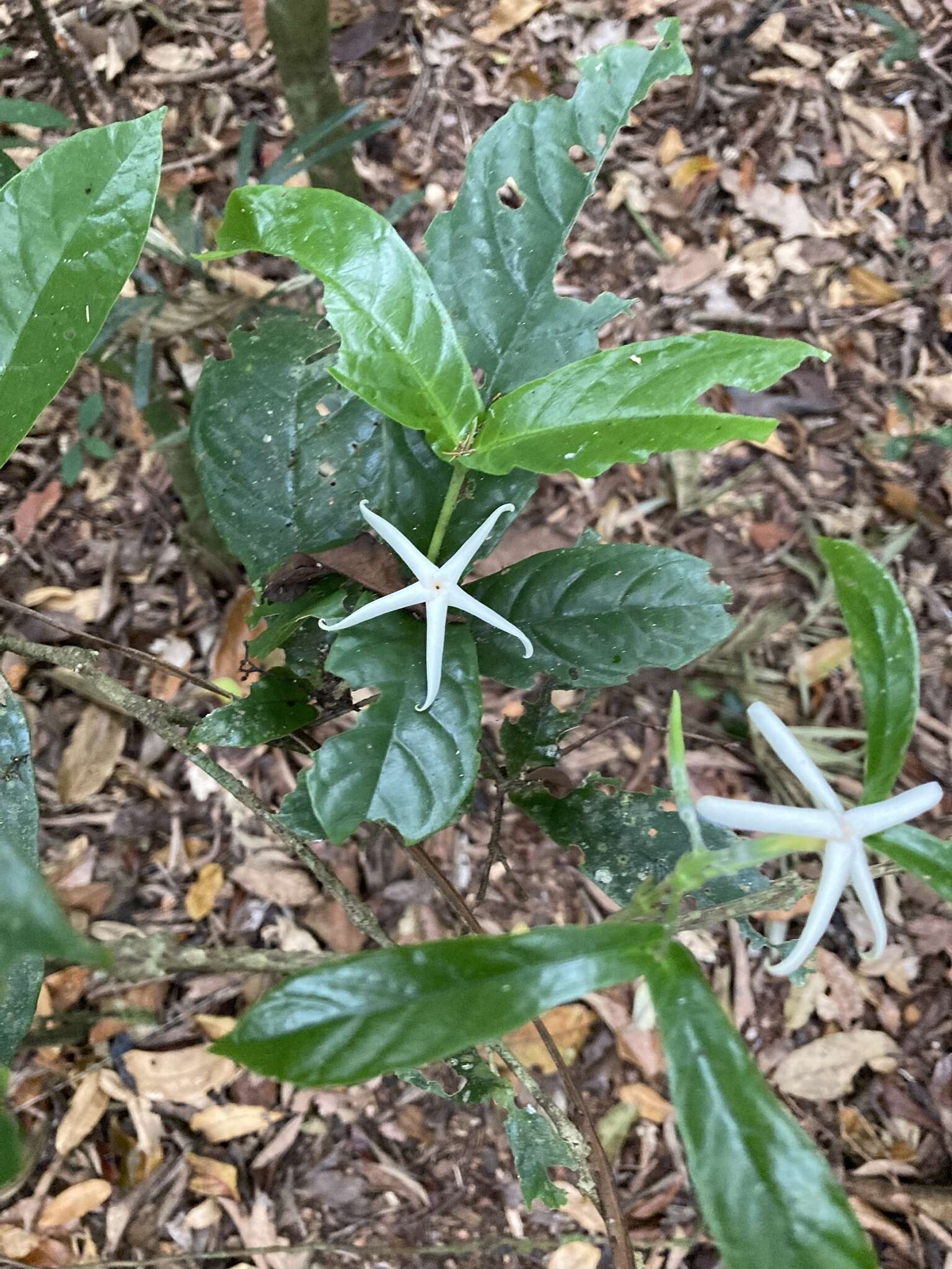 Image of Mountain gardenia