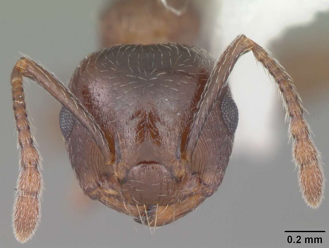 Image of Crematogaster lineolata (Say 1836)